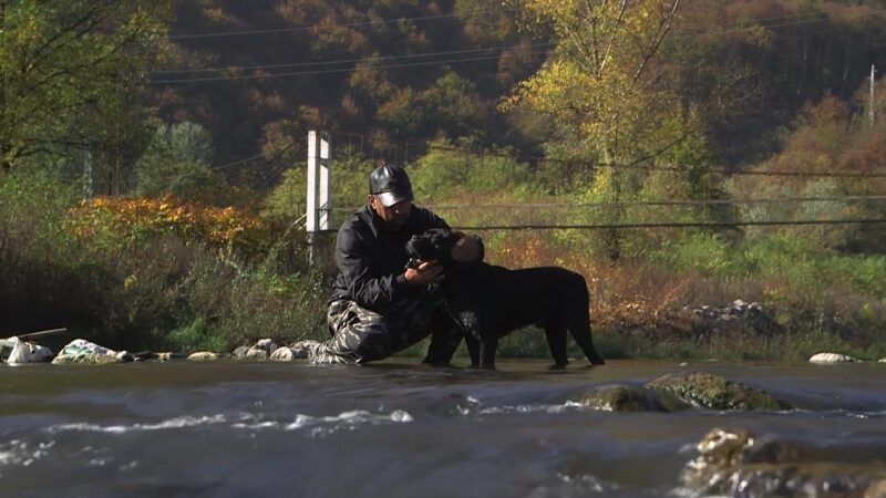 Cane corso sa vlasnikom