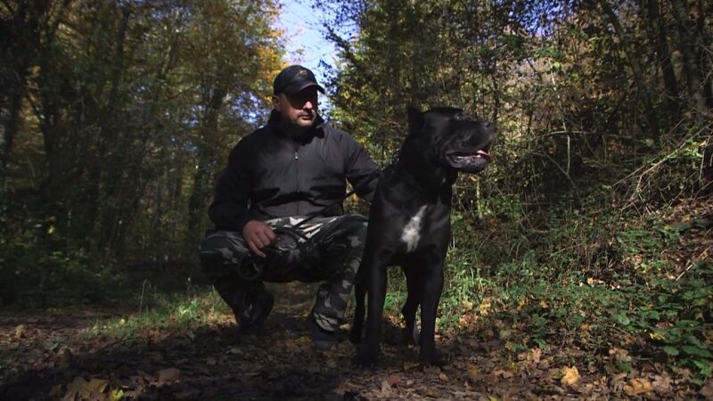 cane corso pas