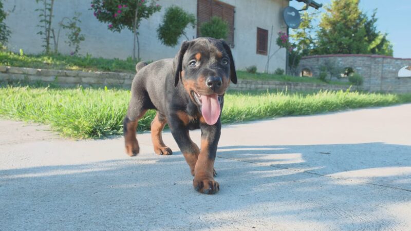 cane corso stene